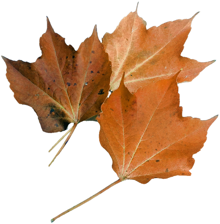 The Study Of Nature Is A Large, If Not The Only, Part - Maple Leaf Nature (707x720), Png Download