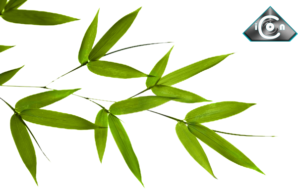 Share This Image - Bamboo Leaves (601x384), Png Download