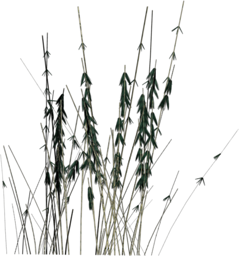 Added By Rob On - Grass (466x499), Png Download