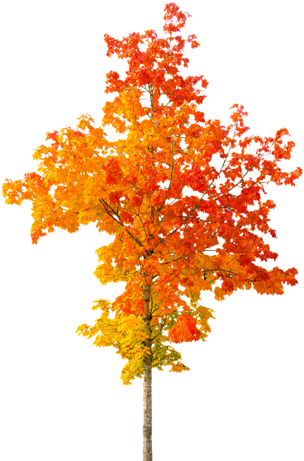 Fall Tree - Autumn Tree (517x700), Png Download