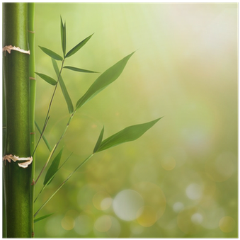 Natural Zen Backgrounds With Bamboo Leaves Poster • - Various Artists / Classical Relaxation (400x400), Png Download