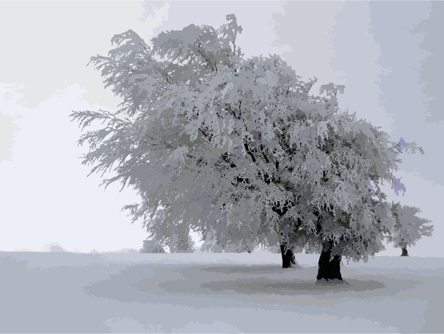 Download Rime Form Of Precipitation Clipart Hard Rime - Snow (900x677), Png Download