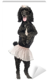 Poodle, 5 Years Old, Standing, Dancing, Wearing A Pink - Dance (400x400), Png Download