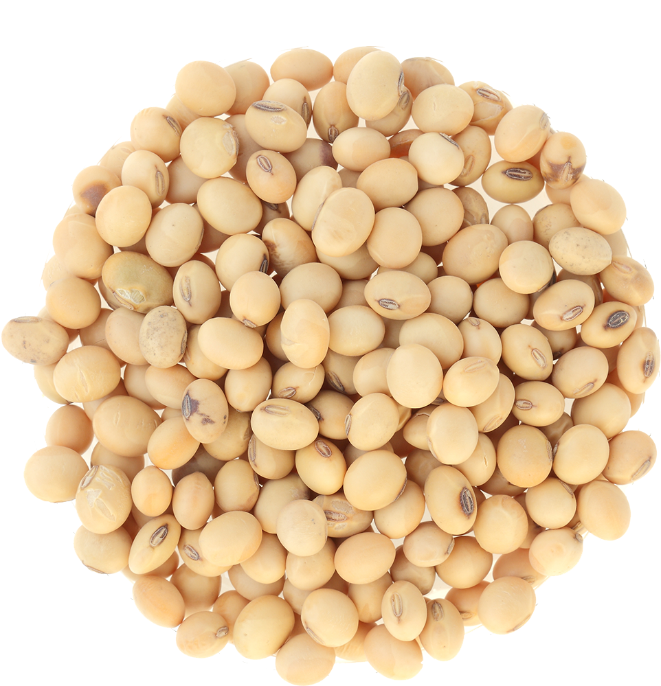 Small Pile Of Grain - Roasted Soybeans Png (1019x1052), Png Download