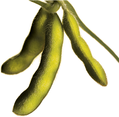 More Beans Per Pod Means More Bushels Per Acre - Soya Bean Plant Png (567x560), Png Download