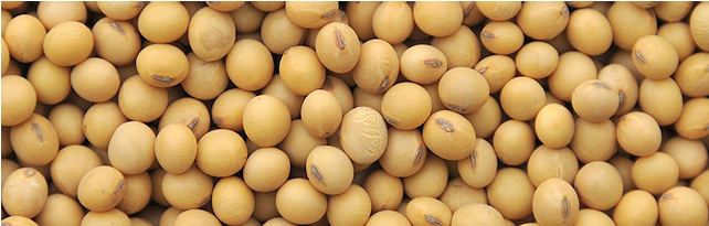 Soybean (709x267), Png Download