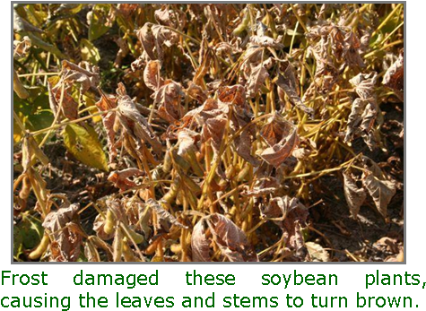 / Figure - Fiber Crop (487x358), Png Download