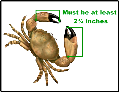 Stone Crab Illustration - Stone Crab (432x336), Png Download