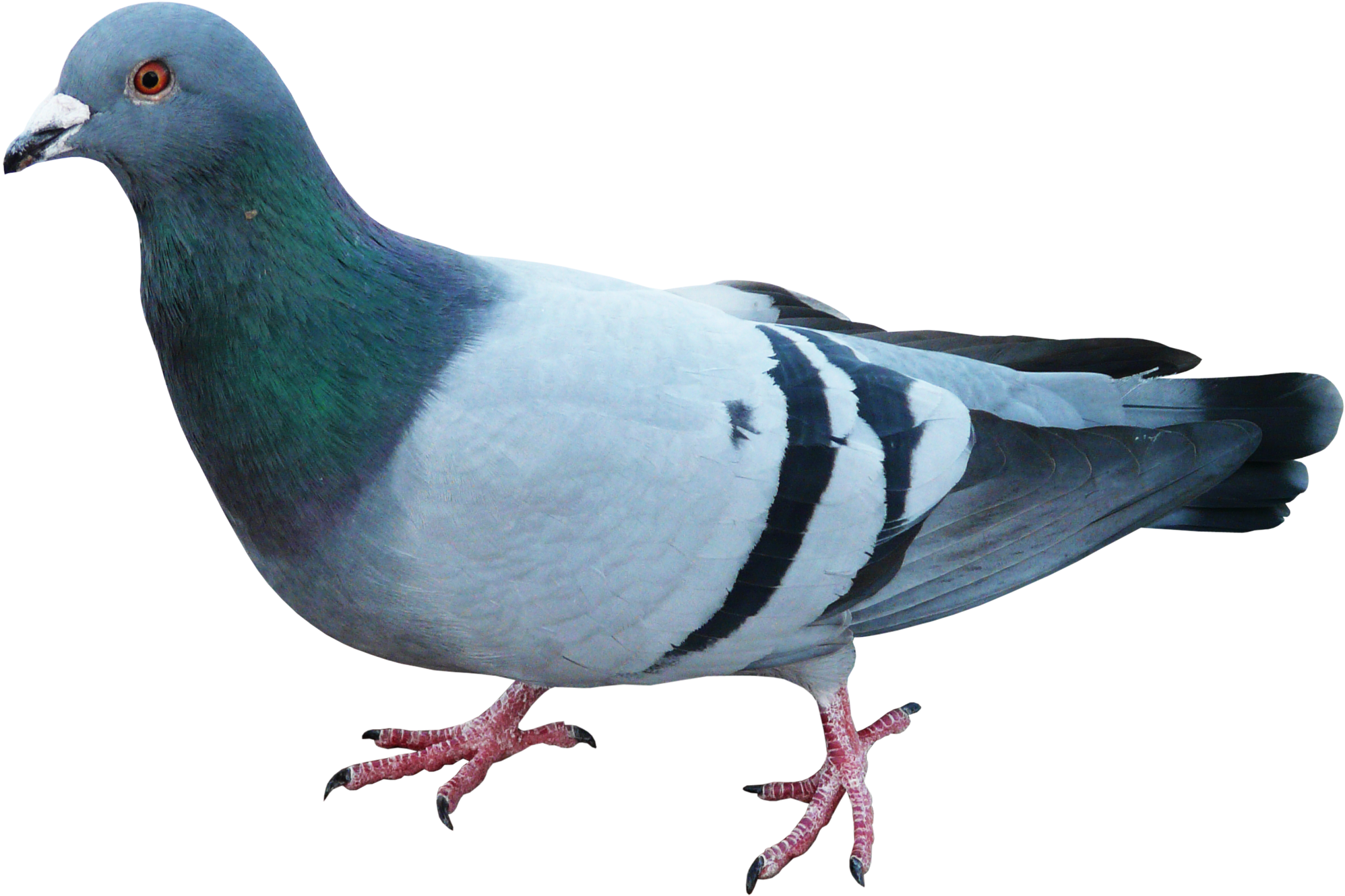 Disney Princess Wallpaper Possibly With A Homing Pigeon, - Pigeons And Doves (2000x2000), Png Download