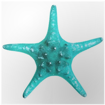 Beautiful Starfish Isolated On White Background Poster - Starfish (400x400), Png Download