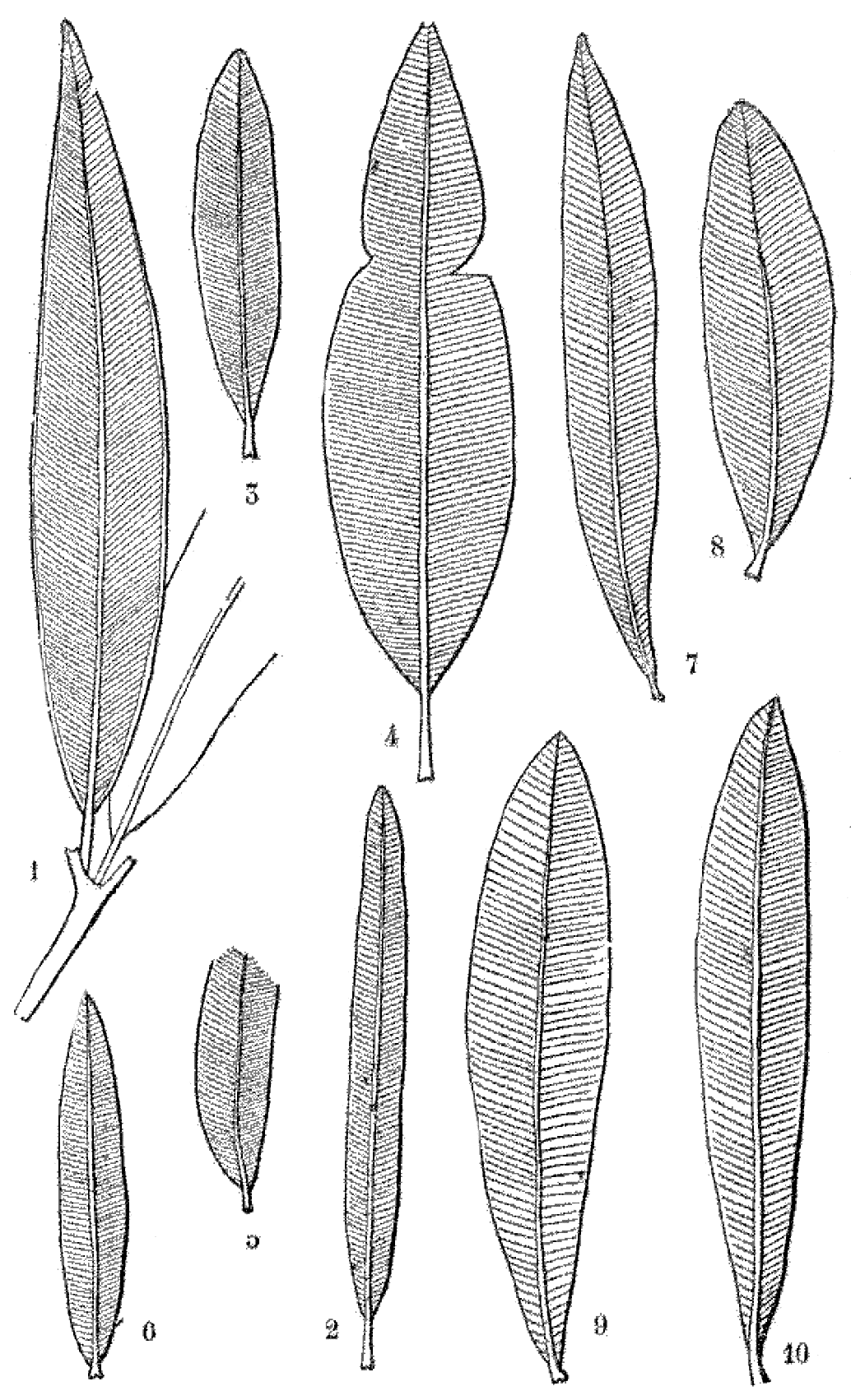 File - La Nature - 1878 - S2 - P117 - Les Périodes - Drawing (1034x1702), Png Download