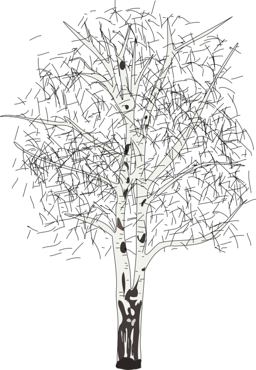 Tree Silver Birch Sweet Birch Plants Branch - Black And White Birch Tree (518x750), Png Download