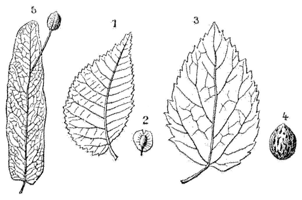 File - La Nature - 1878 - S1 - P045 - Les Périodes - Illustration (1038x688), Png Download