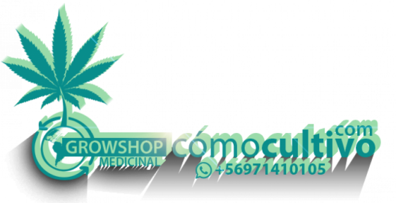 Cropped Logo Head Luz - Graphic Design (561x287), Png Download