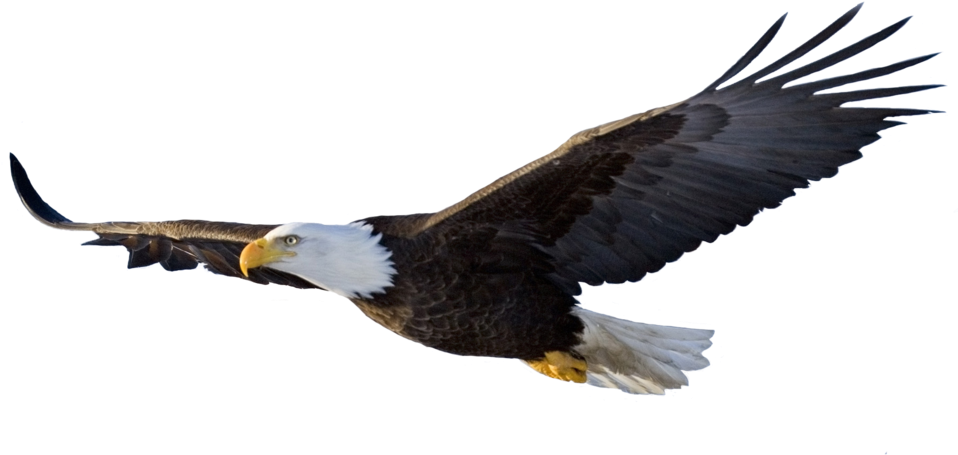 Flying Eagle Png Logo (1024x576), Png Download