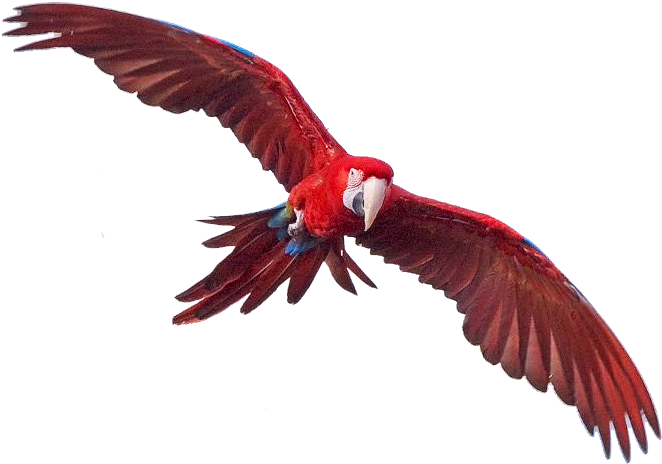 Macaw Free Png Image - Red Macaw Transparent Png (671x483), Png Download
