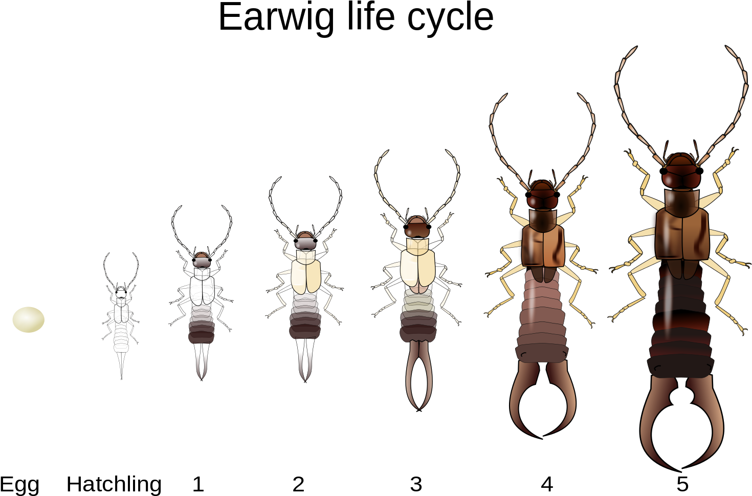 Totem Totems Spirit Guides Spirit Animal Guides Totem - Earwig Life Cycle (1506x1032), Png Download