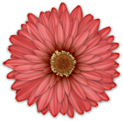 0 112265 8aa9c43 Xl - Pretty Green Zinnia Flower Shower Curtain (432x423), Png Download