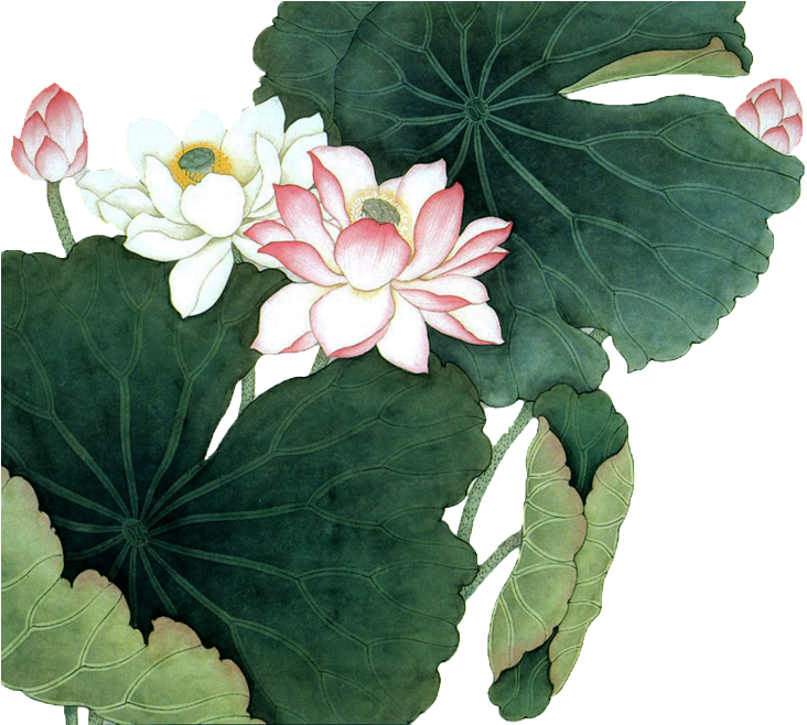 Hand Painted Lotus Flower Plant Transparent - Lotus Flower Chinese Painting (1024x657), Png Download