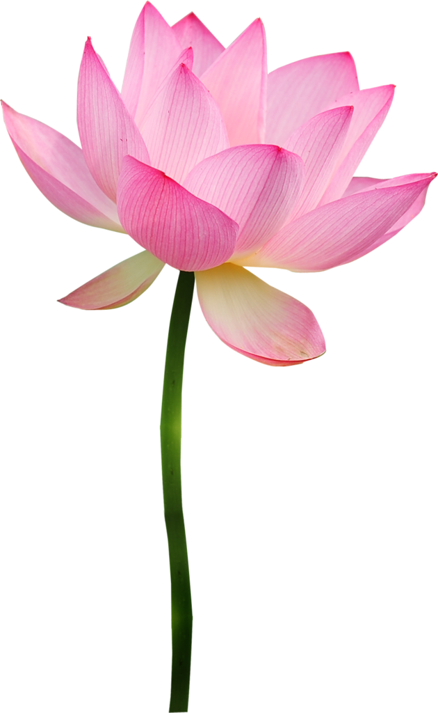 Фотки Flower Clipart, Flower Power, Plant, Pink Lotus, - Flores Con Tallo Png (630x1024), Png Download