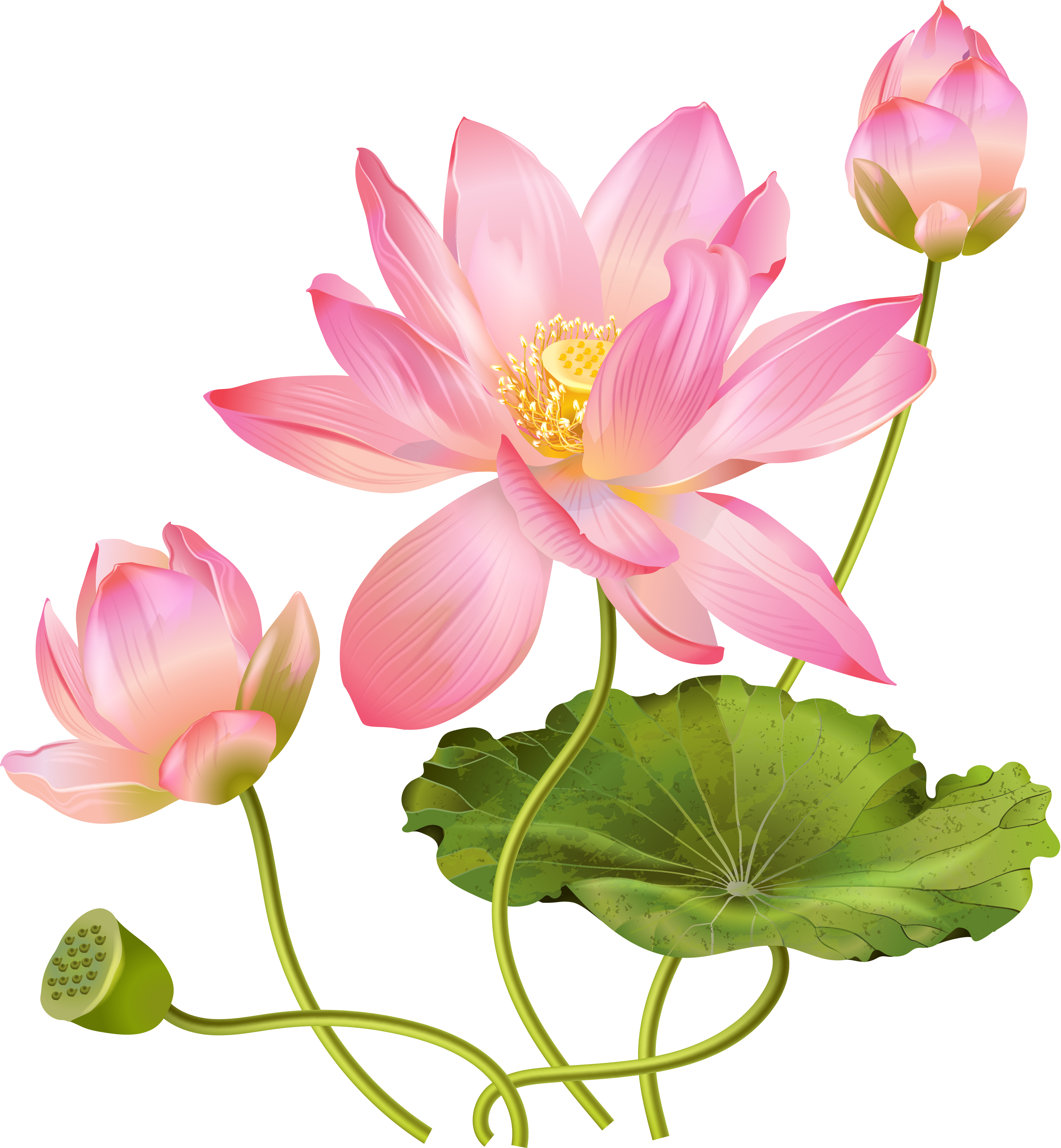 Lotus Clipart Watercolor - Lotus Realistic (3698x3999), Png Download