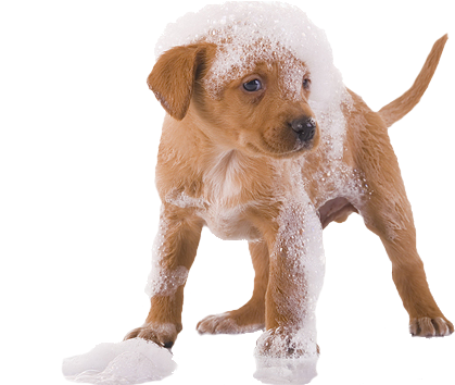 Grooming And Bathing - Pet Zoom Self Cleaning Grooming Brush (450x353), Png Download