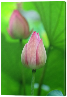 Sacred Lotus (400x400), Png Download