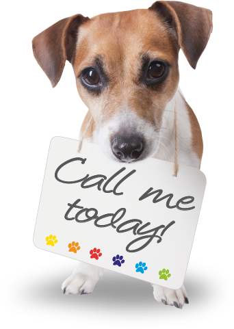 Home Jack Russell - Dog Grooming Png (342x481), Png Download