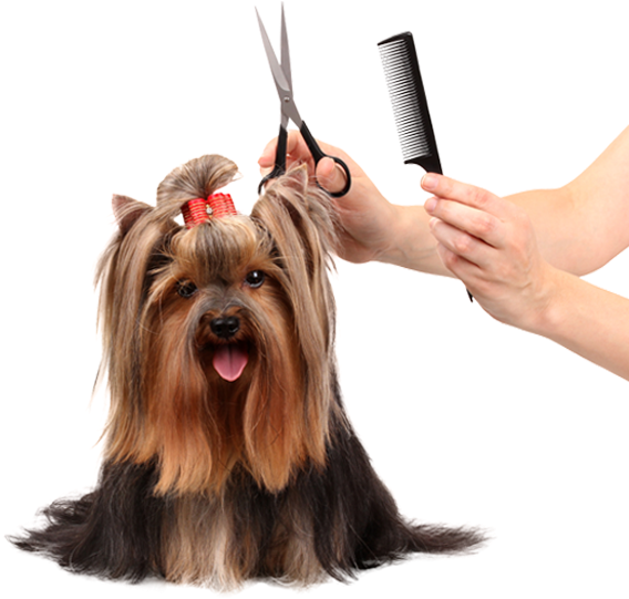 Dog Grooming - Grooming For Pets (568x541), Png Download