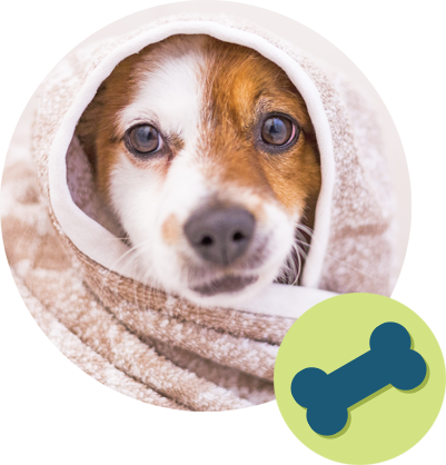 Dog Wrapped Up In A Towel - Dog (401x418), Png Download