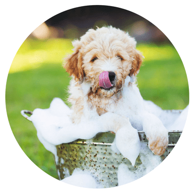 Paw Lofts Dog Grooming Dallas Min - Dog (400x400), Png Download