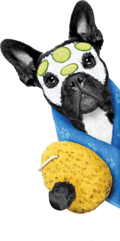 Dog At The Spa At Pets Plus Parrish - Dog Spa No Background (399x800), Png Download