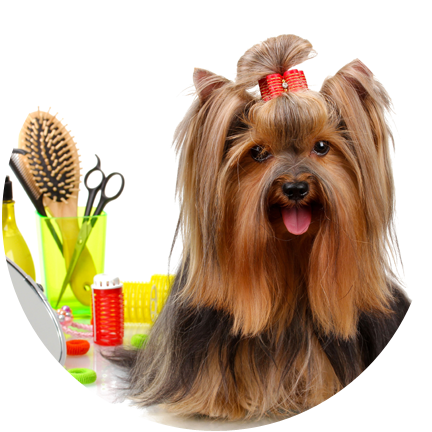 We Offer Professional Dog Grooming Products From Chris - Dogs Grooming (432x432), Png Download