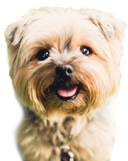 Furry Friends Servicing Yardley, Newtown And Washington - Gorgeous Dog (458x517), Png Download