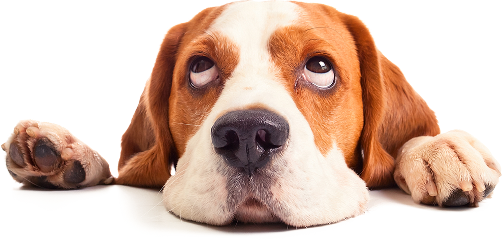 Gallery Image - Beagle Puppies (988x473), Png Download