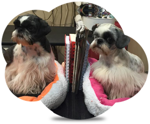 Dawns Barking Lot (531x460), Png Download