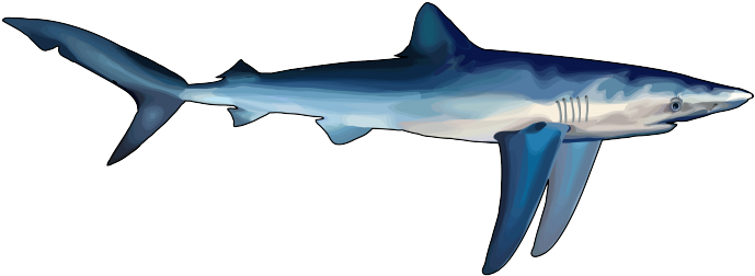 Tiburon-azu Pluspng - Tiburon Azul Para Dibujar (700x495), Png Download