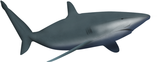 Tiburon - Tiburon Gif Png (640x640), Png Download