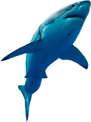 Lucía Y El Tiburón Blanco - Tiburon Blanco Png (480x549), Png Download