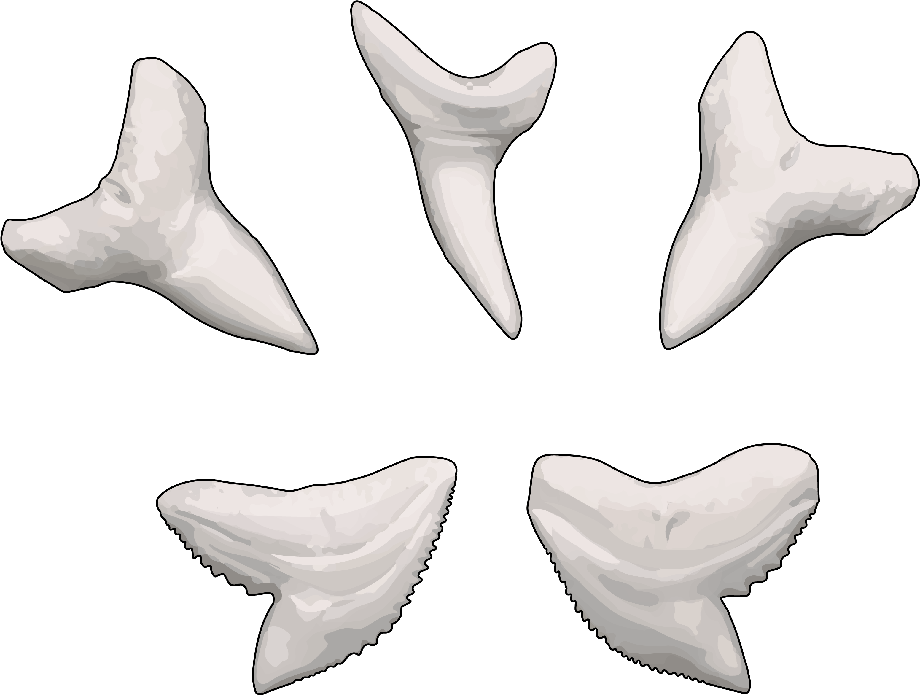 Tiburón Azul - Dientes De Tiburon Png (3508x2480), Png Download