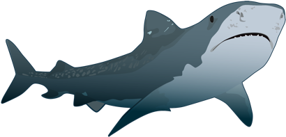 Tiburon Tigre - Tiburones Png (480x260), Png Download