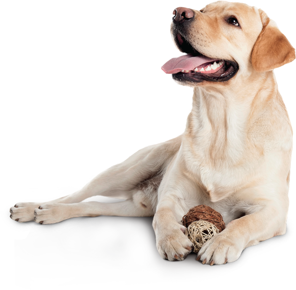 Faqs - Beaphar Fiprotec Spot-on For Dogs 20 - 40kg - 3 Pipettes (586x573), Png Download