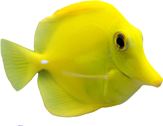Boulder's Best Corals And Invertebrates - Coral Reef Fish (600x450), Png Download