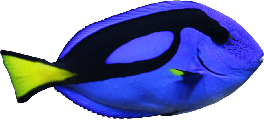 Blue Tang Fish Png (974x531), Png Download