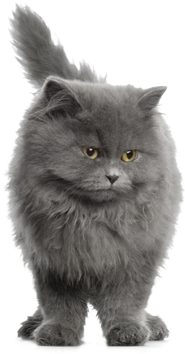 Cat - Cat Grey Png (445x355), Png Download