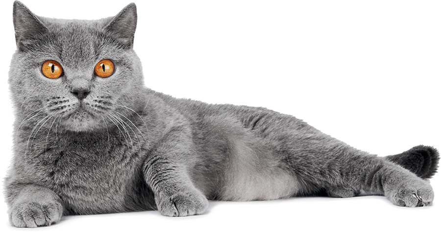 About Us - British Shorthair (900x474), Png Download