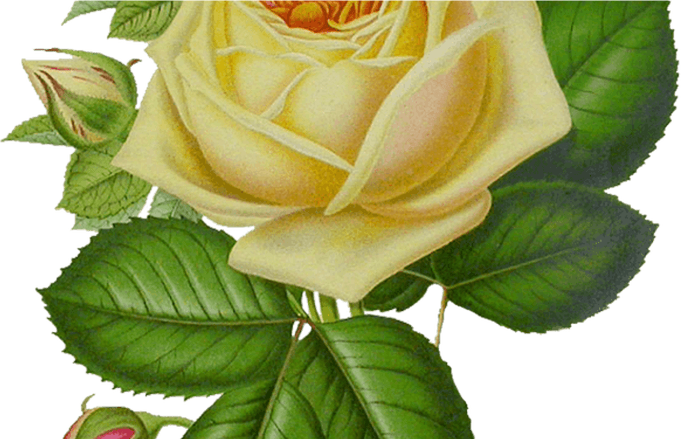 Roses Png Sticker Share It On Facebook, Slack, Whatsapp, - Rosas Amarelas Desenho Png (1368x855), Png Download