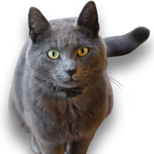 What Is It - Cat (600x600), Png Download