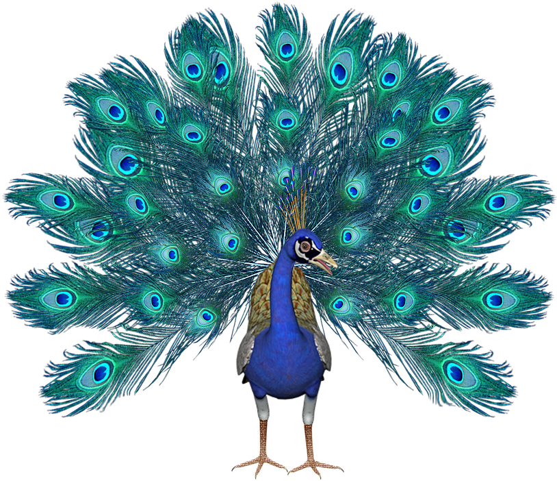 Peacock Png Pic - Pavo Real En Fondo Blanco (823x720), Png Download