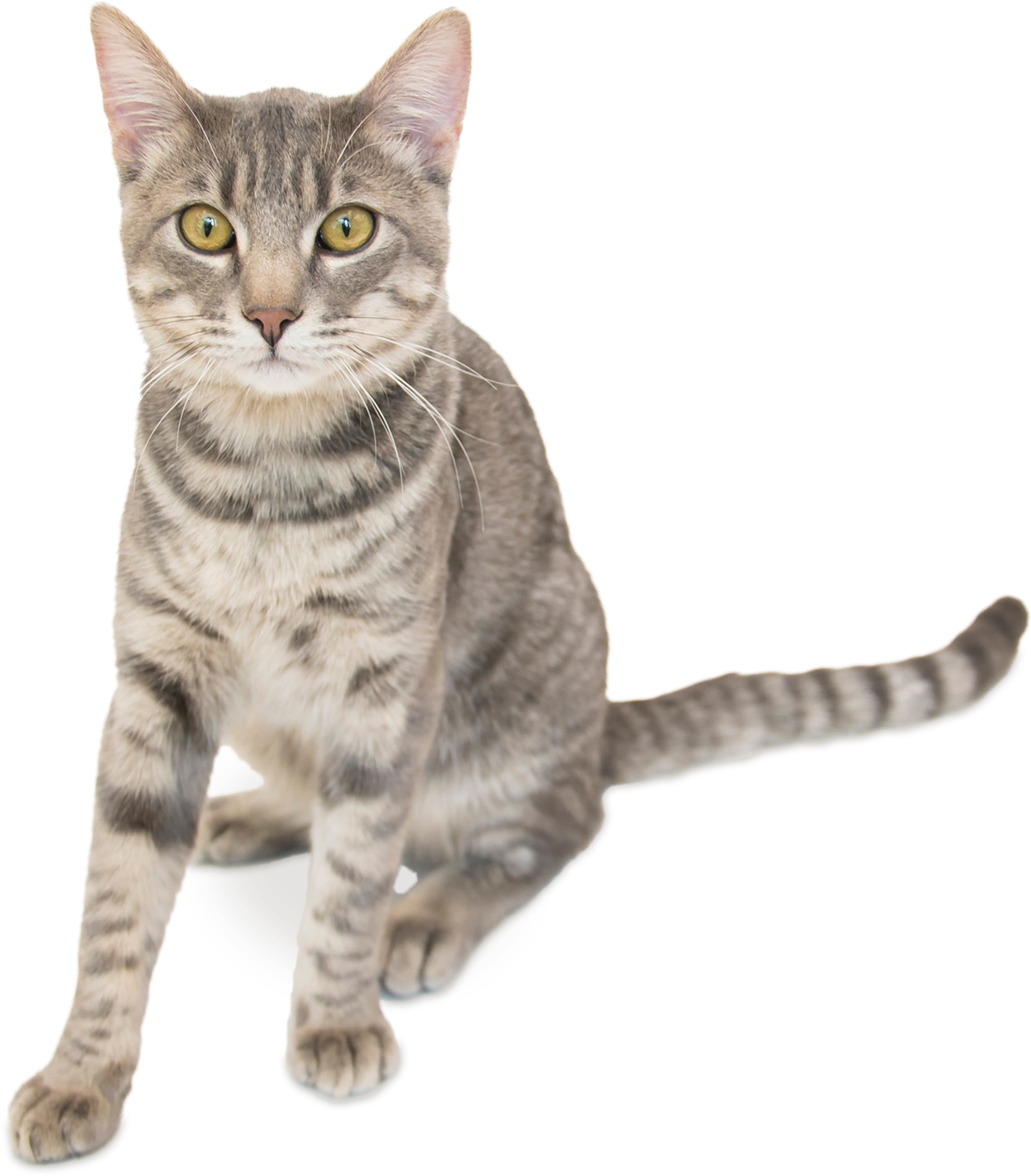 Categories - Domestic Short-haired Cat (6400x6400), Png Download